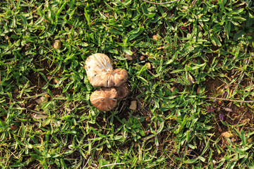 Mushroom on the grass in the garden
