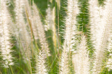 Fototapeta na wymiar Fountain grass or pennisetum alopecuroides