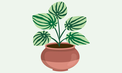 plant in a pot