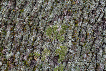 Oak bark with lichens. Quercus ilex.