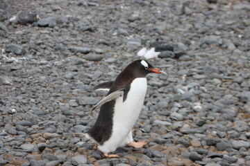 Gentoo Penguin (Pygoscelis papua) carrying a rock, Brown Bluff, Antarctica.