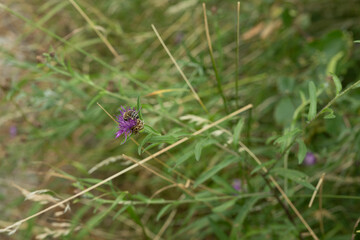 biene blume natur insekt