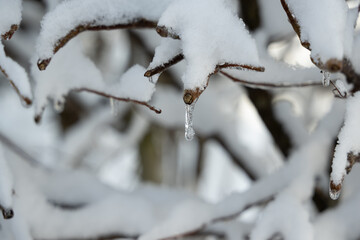 ast schnee baum winter eis