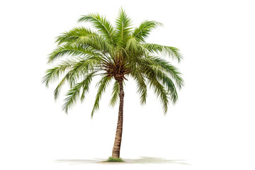 Palm Tree Isolated on Transparent Background