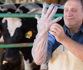 Farmer prepares for artificial insemination of cows