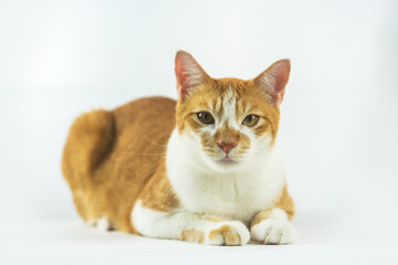 Cute cat image in a white background.