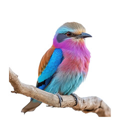 ilac breasted Roller bird isolated
