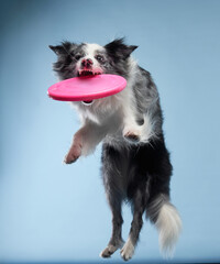 A playful Border Collie dog leaps for a disk, light blue background. The image captures the dog's...