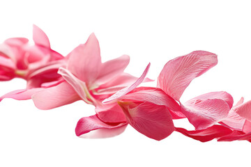 Pink Petal Ribbon Isolated on Transparent Background