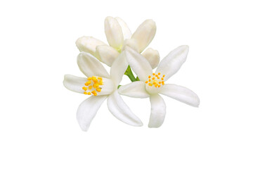 Orange tree blossom isolated transparent png. White calamondin citrus flowers and buds bunch. Fleur...