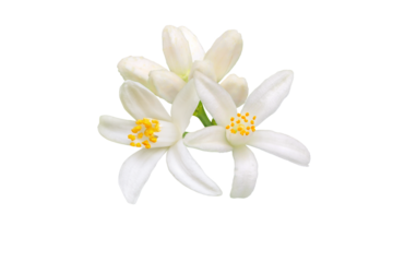 Orange tree blossom isolated transparent png. White calamondin citrus flowers and buds bunch. Fleur d'oranger bloom.
Neroli fragrant flower. Beautiful azahar flowering closeup.