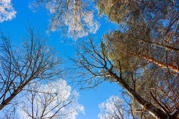 Tops of trees against the blue sky in the winter season