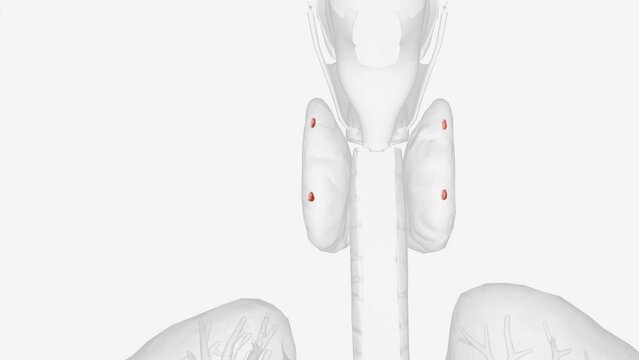 The parathyroid glands lie behind the thyroid.