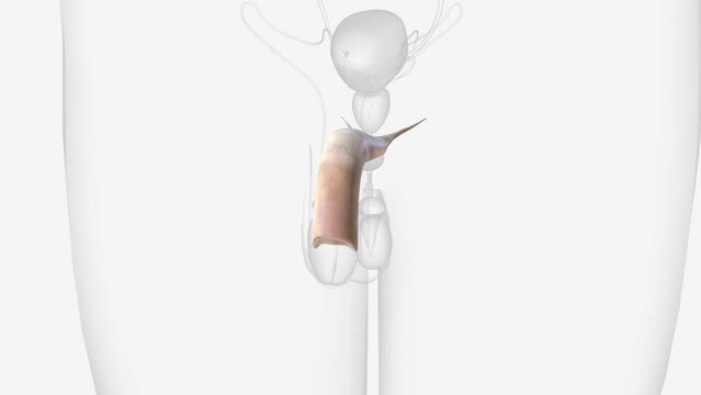 Corpus cavernosum of penis 3d medical