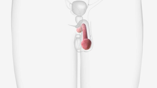 Corpus spongiosum of penis 3d medical