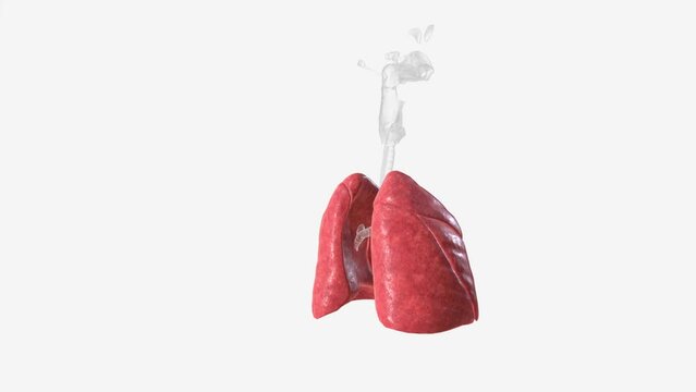 lungs are part of your respiratory system .