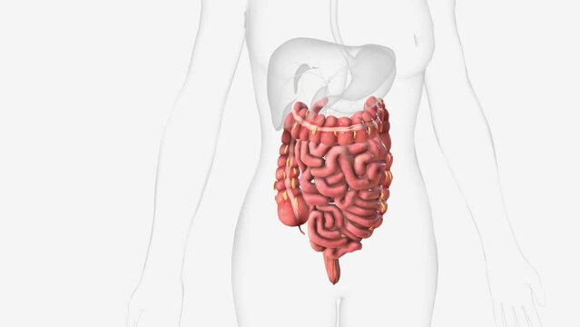 Lower gastrointestinal tract 3d medical