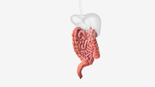 Lower gastrointestinal tract 3d medical