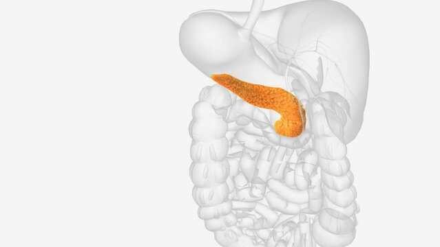 The pancreas is an organ located in the abdomen .