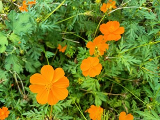 Yellow or Orange Cosmos
Blossom in Garden.Cosmos
bloom.
