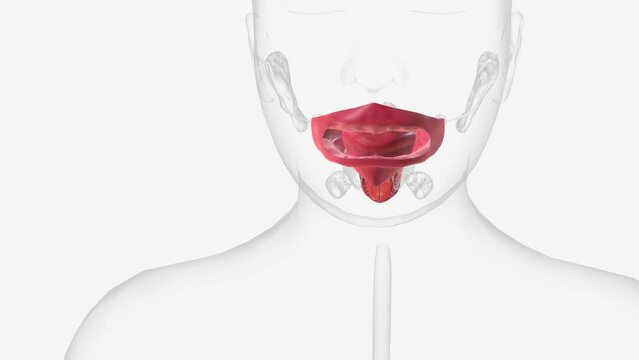 The oral cavity, better known as the mouth, is the start of the alimentary canal .