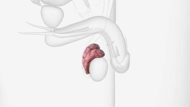 Epididymitis is inflammation of your epididymis, a tube at the back of your testicle that carries sperm .