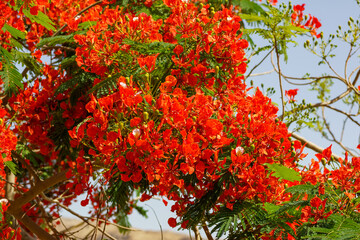 Delonix regia tree (Flamboyant or Royal Poinciana tree) flowers blooming on Dead Sea hotel in Jordan .