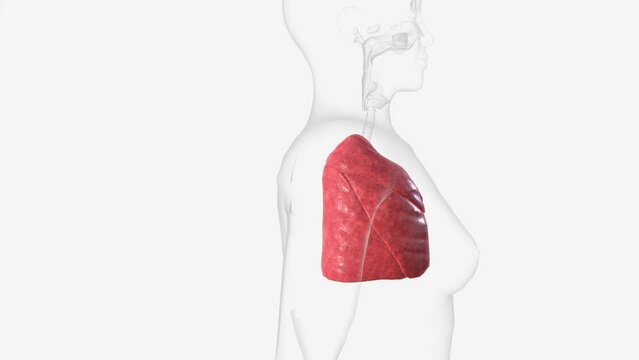 lungs are part of the respiratory system, a group of organs and tissues that work together to help you breathe .