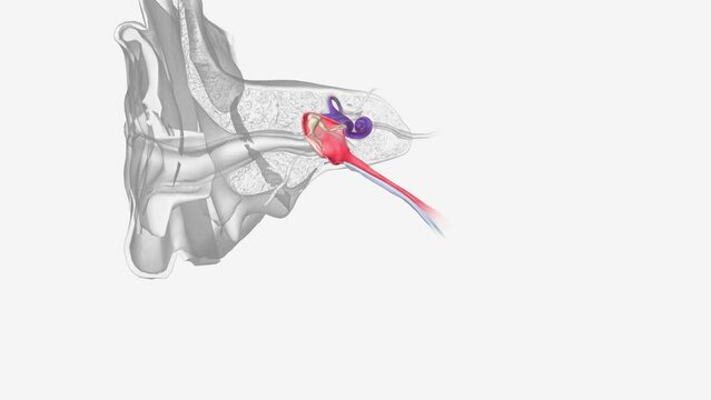 The inner ear (internal ear, auris interna) is the innermost part of the vertebrate ear .
