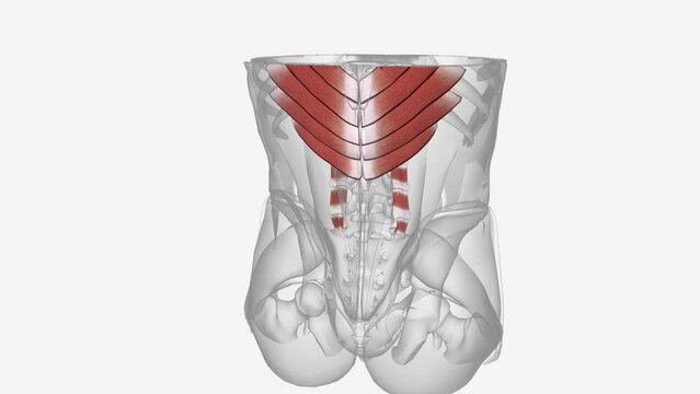 The extrinsic muscles include the trapezius, latissimus dorsi, rhomboid major and minor, levator scapulae, and the serratus posterior superior and inferior muscles .