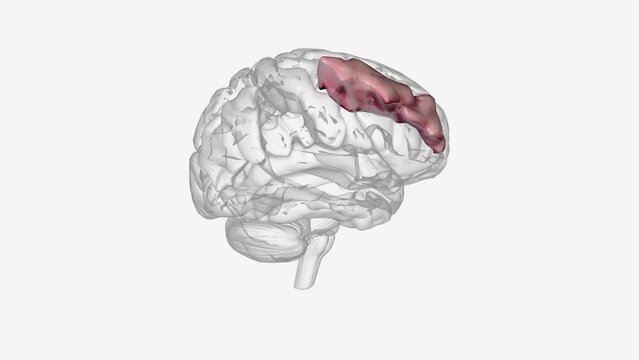 The middle frontal gyrus, like the inferior frontal gyrus and the superior frontal gyrus, is more of a region in the frontal gyrus than a true gyrus.