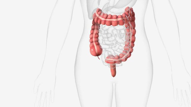 The colon is also known as the large bowel or large intestine .