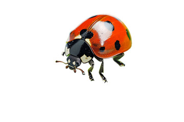 Red Ladybug on a Leaf Isolated on Transparent Background