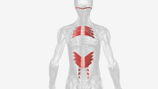 The extrinsic muscles include the trapezius, latissimus dorsi, rhomboid major and minor, levator scapulae, and the serratus posterior superior and inferior muscles .