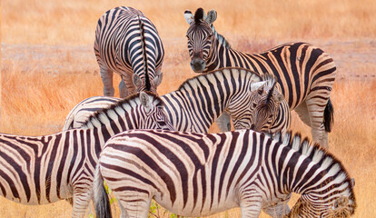 Fototapeta na wymiar Herd of zebras in yellow grass - Etosha park, Namibia