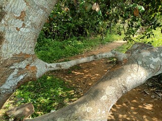 In botany, a tree is a perennial plant with an elongated stem, or trunk, usually supporting branches and leaves. 