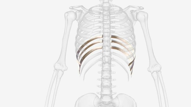 The false ribs are the ribs that indirectly articulate with the sternum .