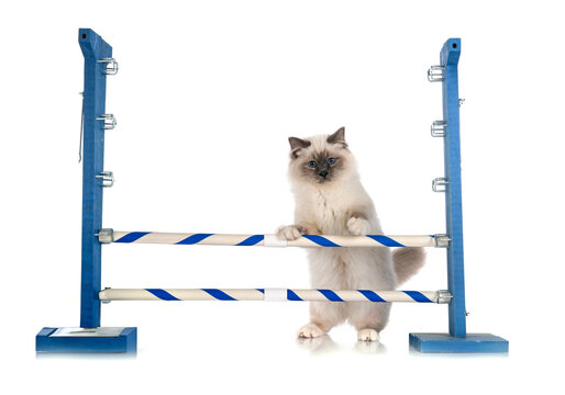 birman cat in studio