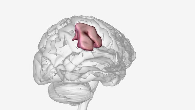 The supramarginal gyrus is a portion of the parietal lobe .
