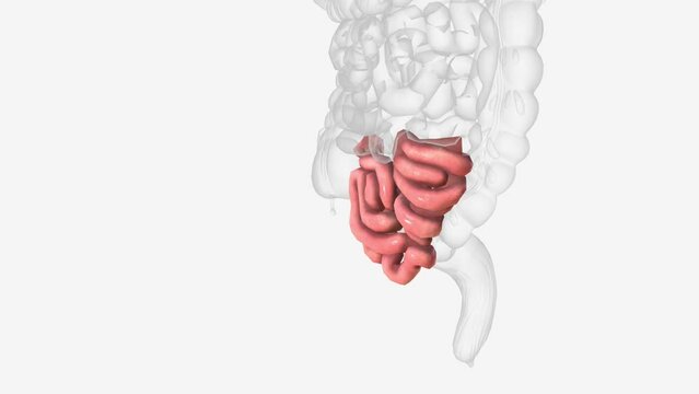 The ileum is the last and longest section of the small intestine.