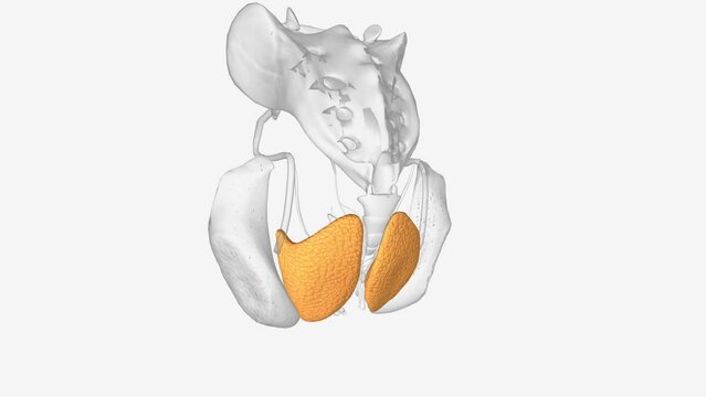 Anal Canal Anatomy of Fat .