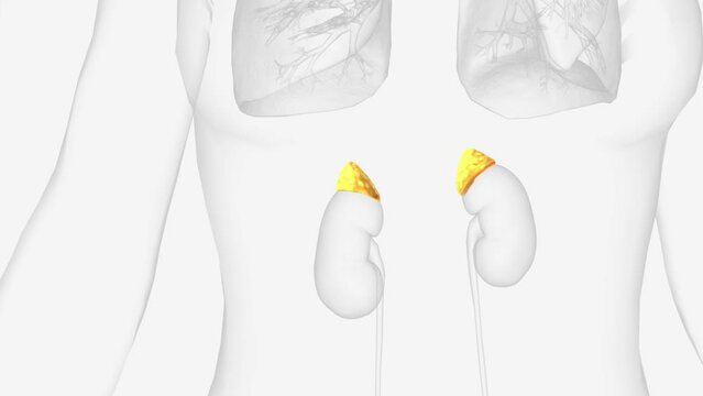 The adrenal glands are small glands attached to the top of each kidney.