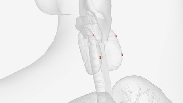 The parathyroid glands lie behind the thyroid.