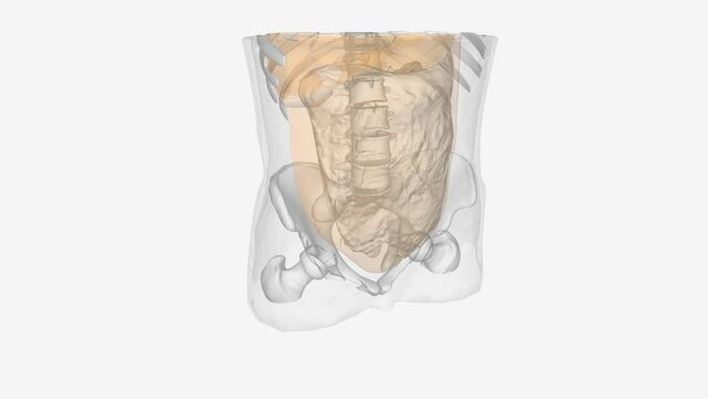 The peritoneum is the serous membrane that lines the abdominal cavity .