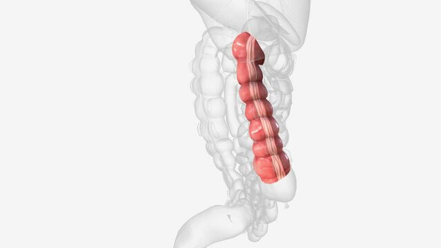 The ascending colon (or right colon) is the beginning part of the colon .