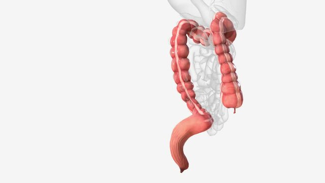 The colon is also known as the large bowel or large intestine .