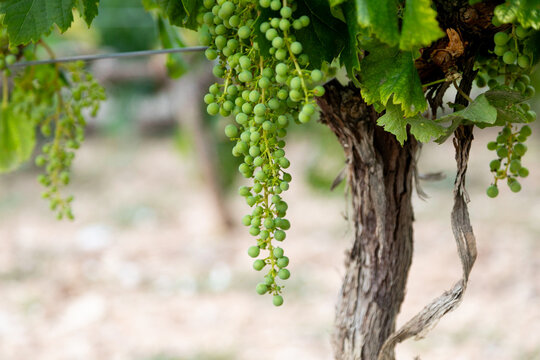 paisaje, naturaleza, cielo, montagna, &aacute;rbol, verde, verano, vid, plantaci&oacute;n, uva, finca, campestre, hoja, verde, macro, zoom, hojas, flora, uva, fruto, verde, vino, fruta, vinzza, cosecha, parra, bode