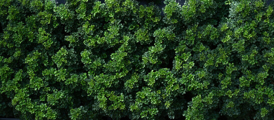 A panoramic background of green leaves that fills the space, perfect for a natural, refreshing and relaxing wallpaper.