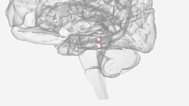 The superior colliculi are a structure of the dorsal midbrain and are part of the mesencephalic tectum.