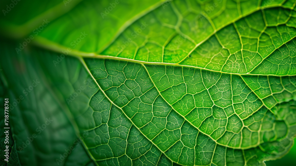 Wall mural macro background, leaf texture.